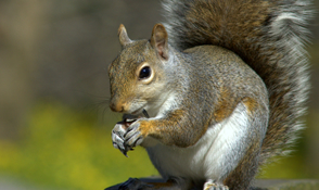 greysquirrel_boximage.jpg