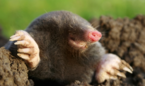 moles_boximage.jpg