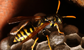 wasps_boximage.jpg